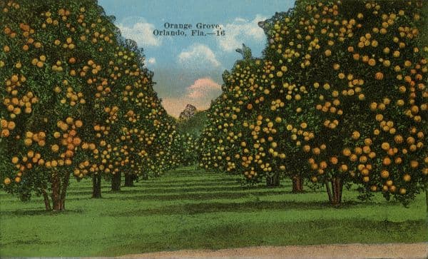 Florida orange groves — Central Florida's agricultural heritage and iconic landscape