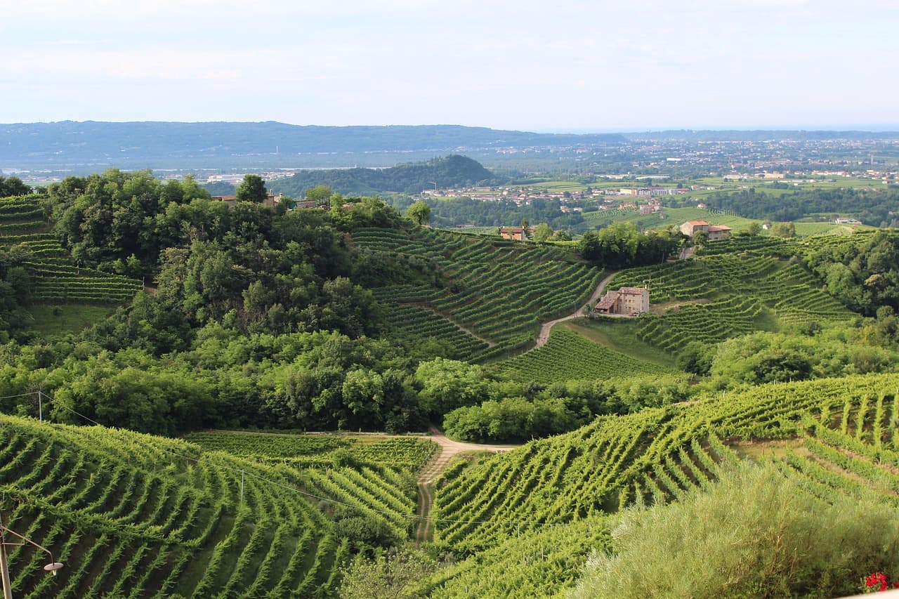 Italian vineyard and cypress trees