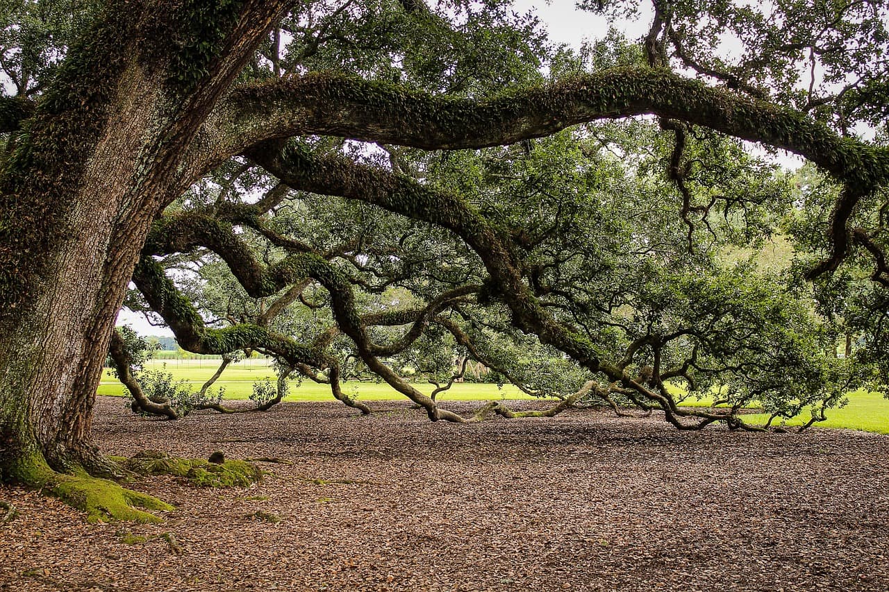 Oak-lined country road