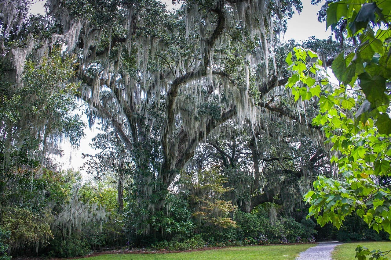 Spanish moss oak canopy — classic Winter Park