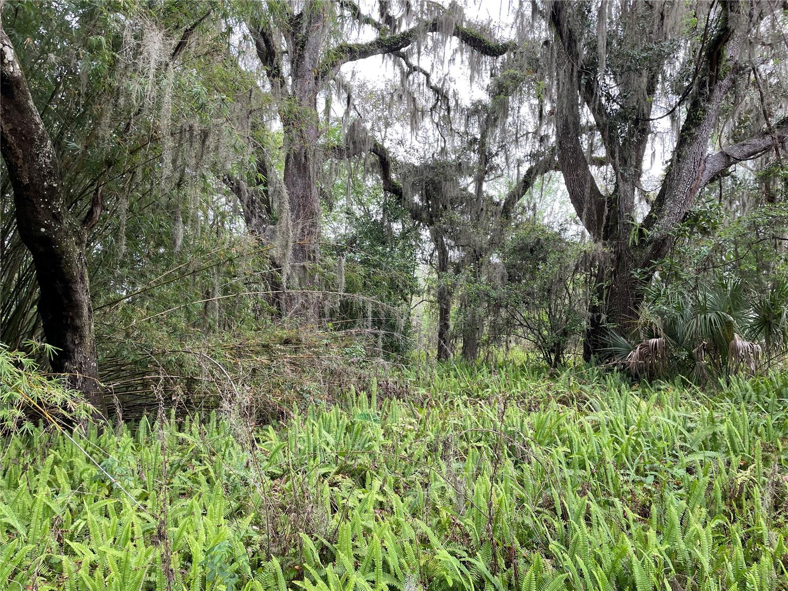 7419 Buck Hope Road, FL