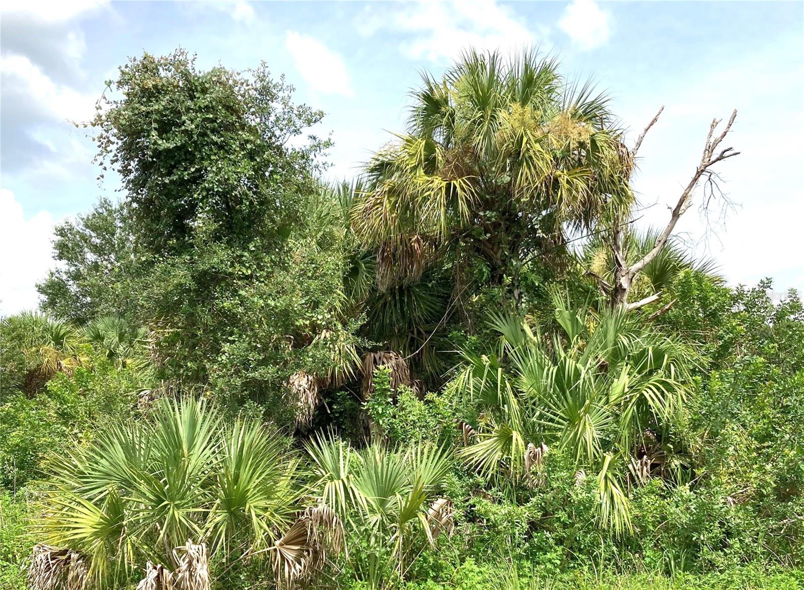 Fiveleaf Road, FL