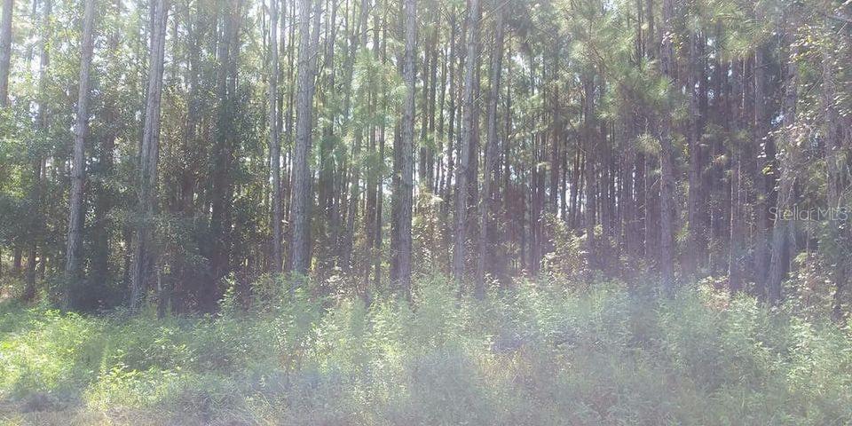 Mt Tabor Road, FL