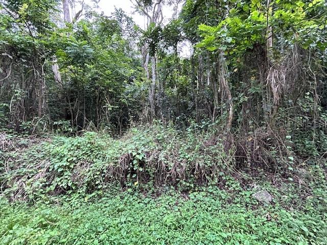 Bo. Candelaria Pr 647 Campo Nuevo -Azucena St. ##1, PR