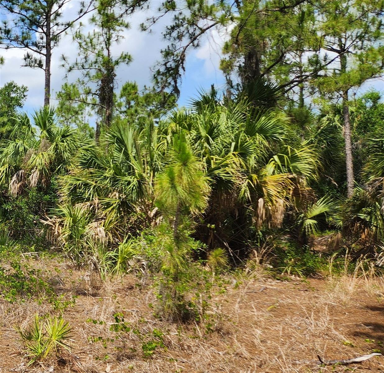 Basket Street, FL