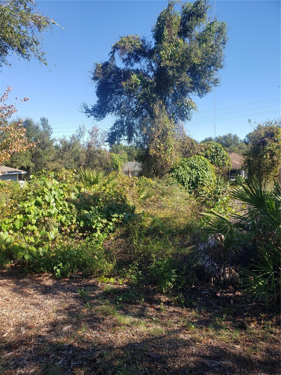 Chestnut Ave, FL