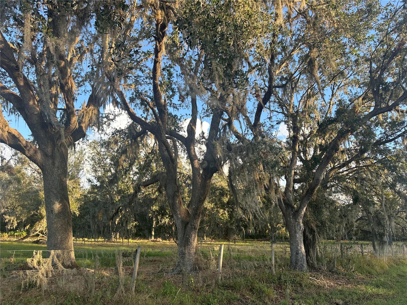 WAUCHULA, FL