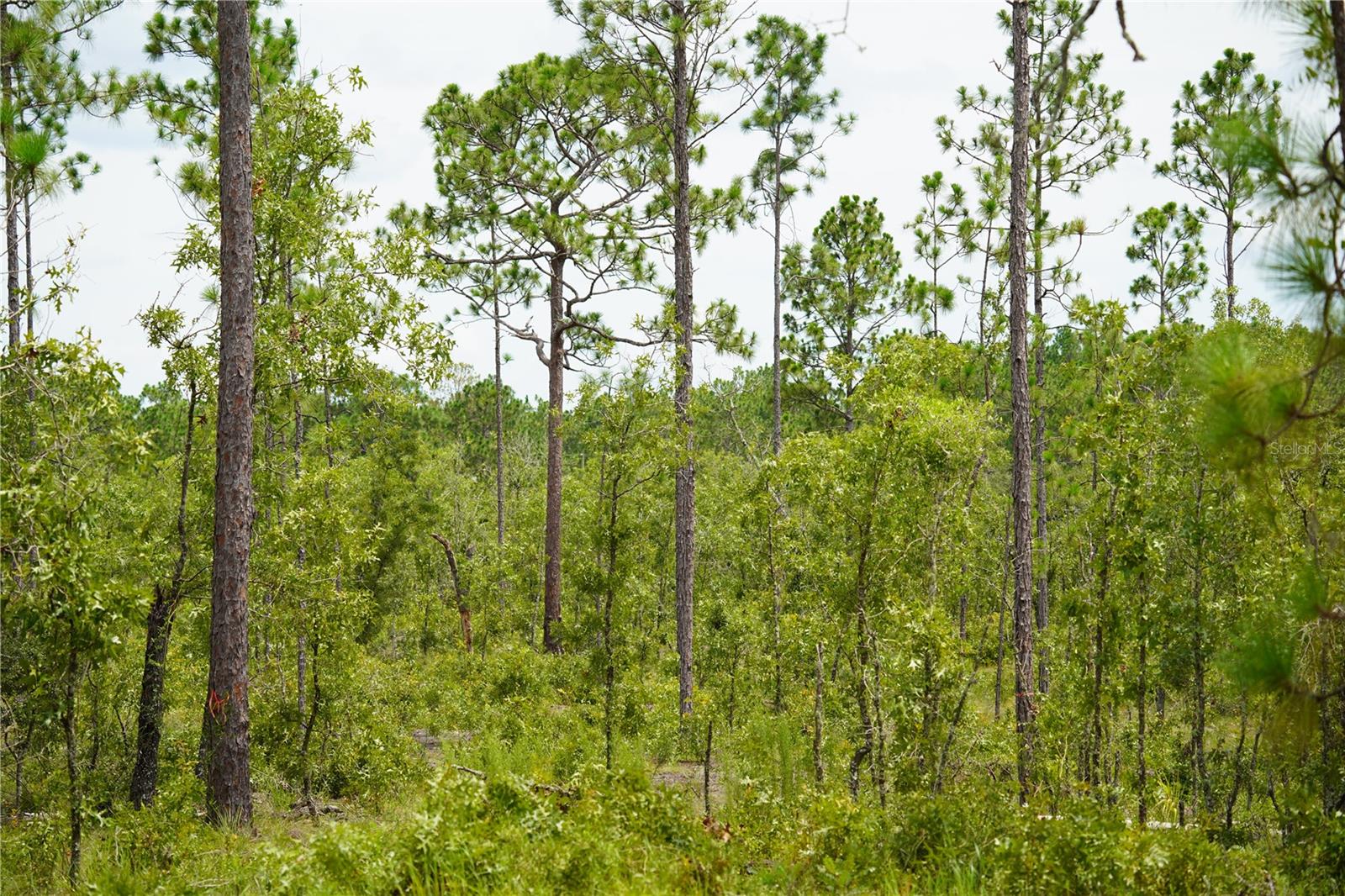 State Road 121 Lot C & D, FL