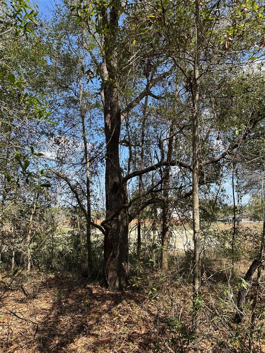 0 Courlan Road, FL