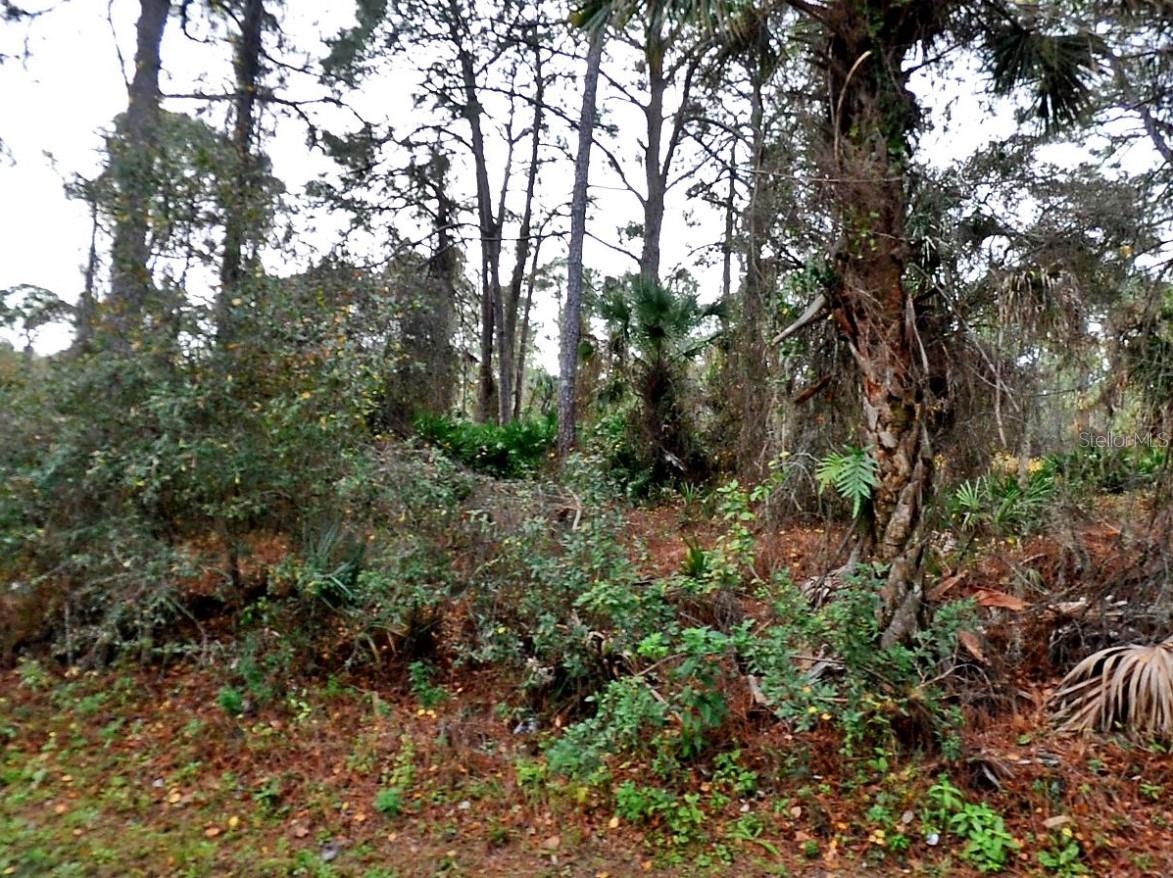 Lady Slipper Ave., FL