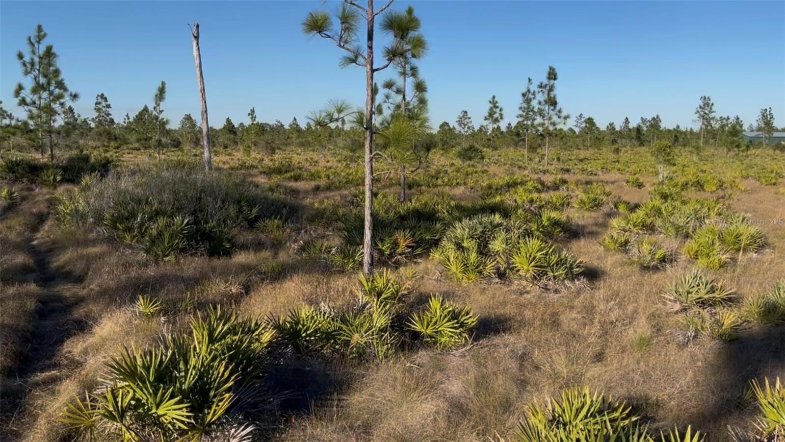 Holopaw Groves Rd, FL