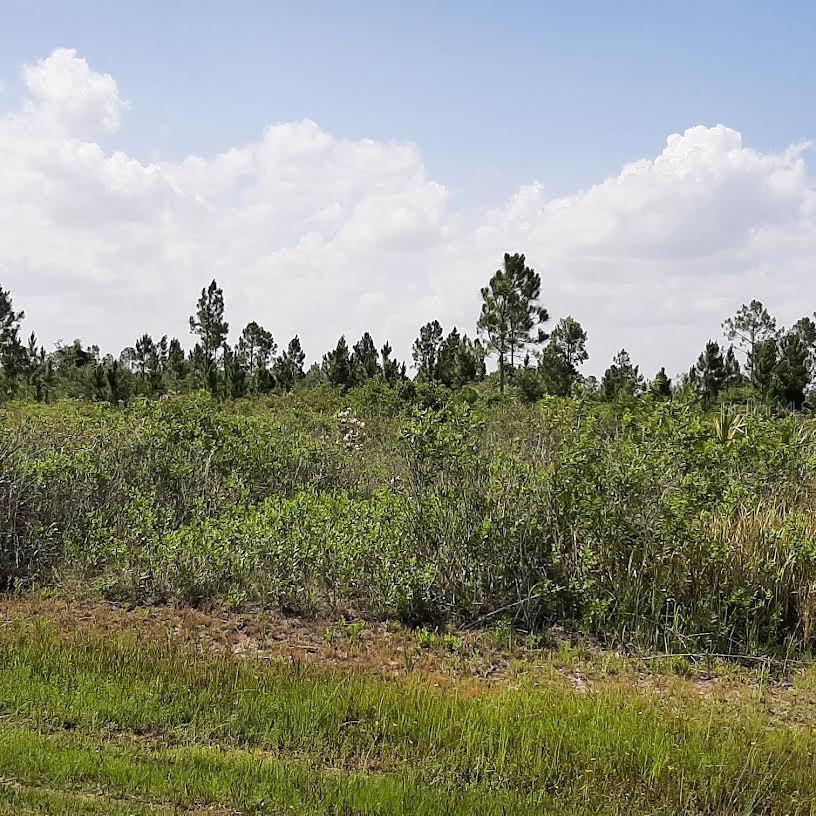 412 Calendula Drive, FL