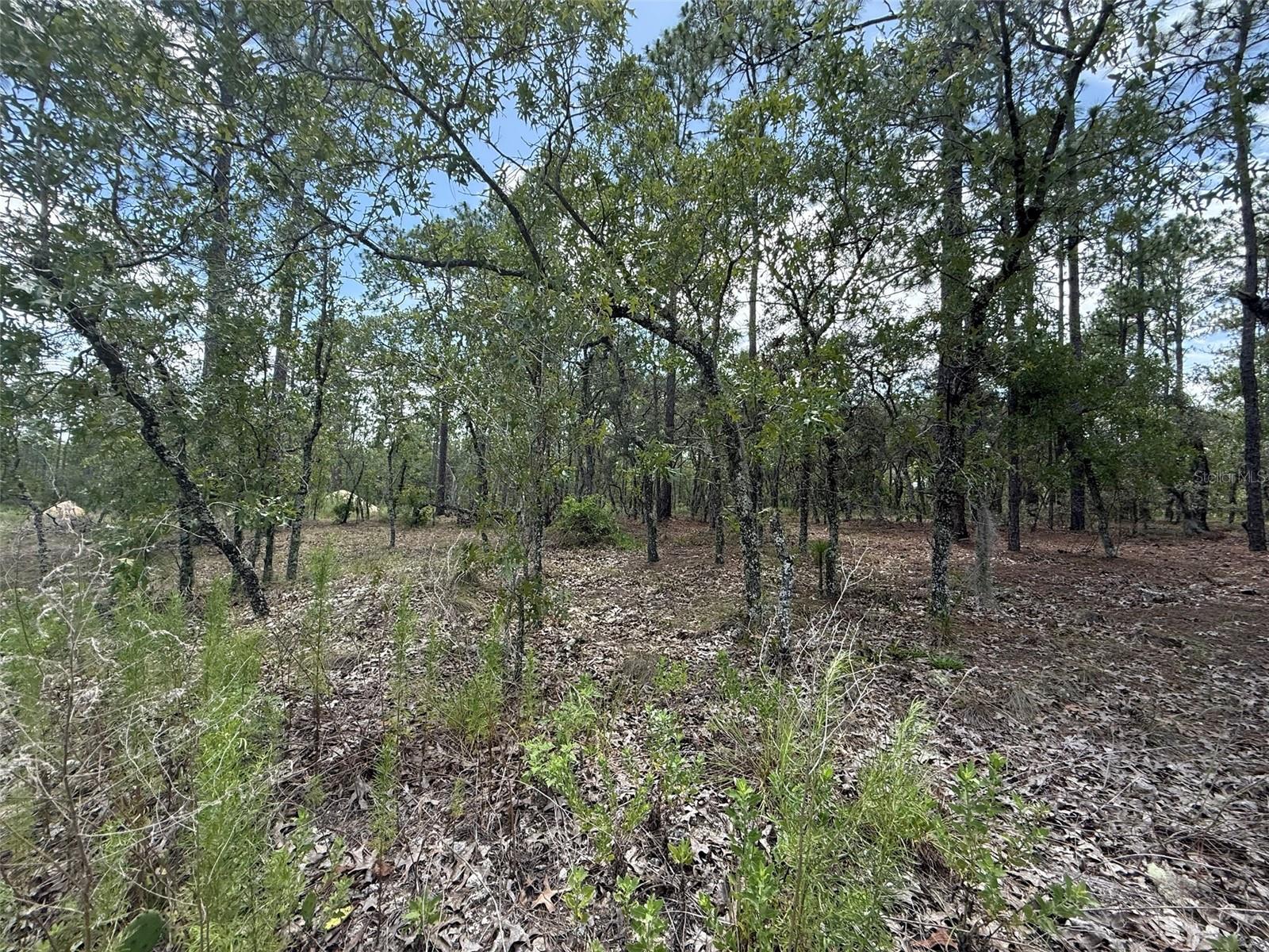 Tree Top Road, FL