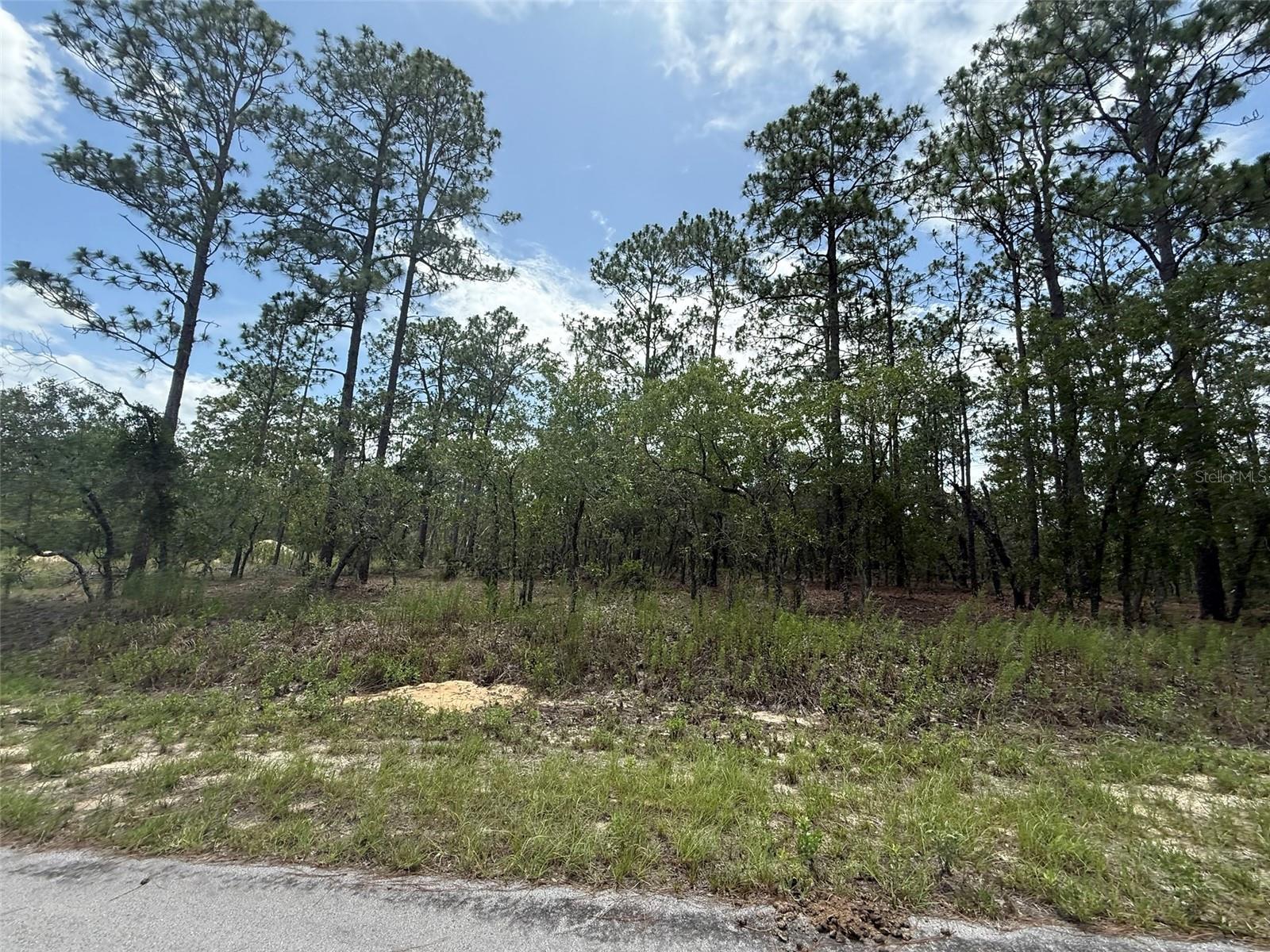 Tree Top Road, FL