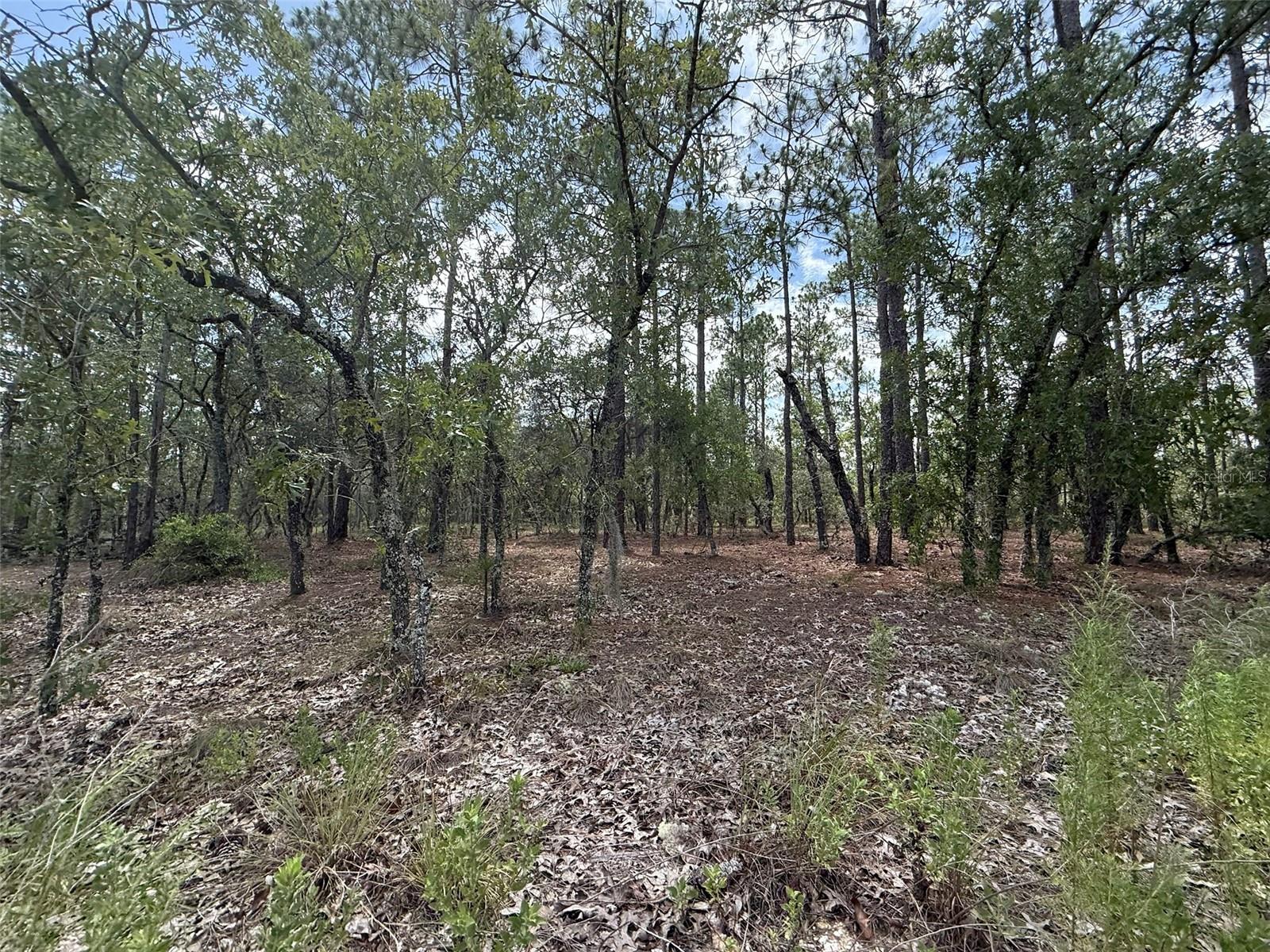 Tree Top Road, FL