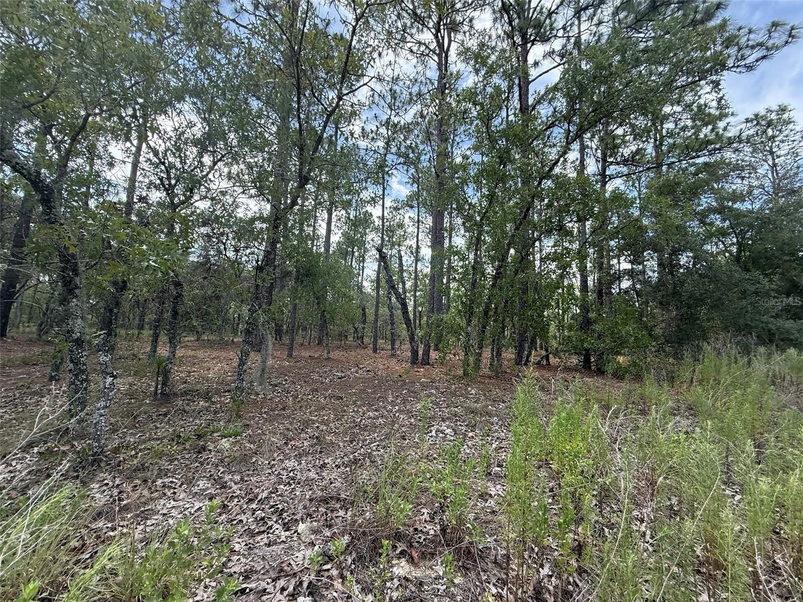 Tree Top Road, FL