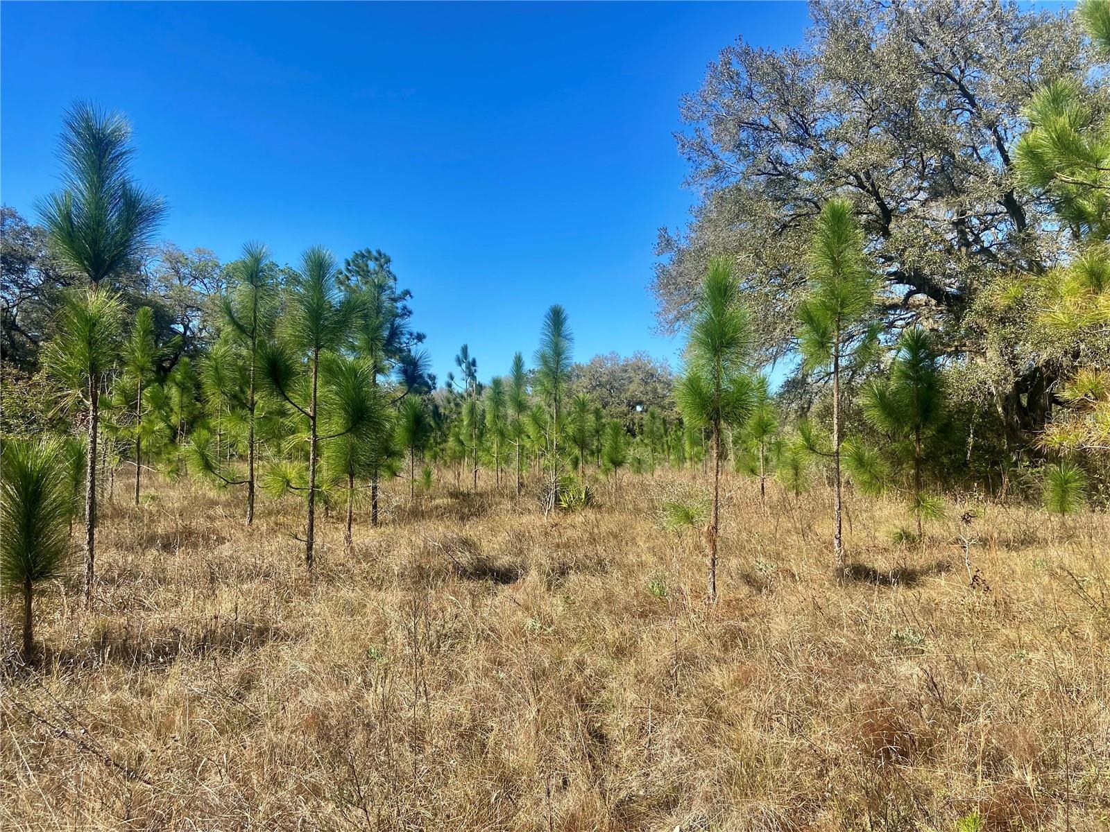 00 Unnamed, FL