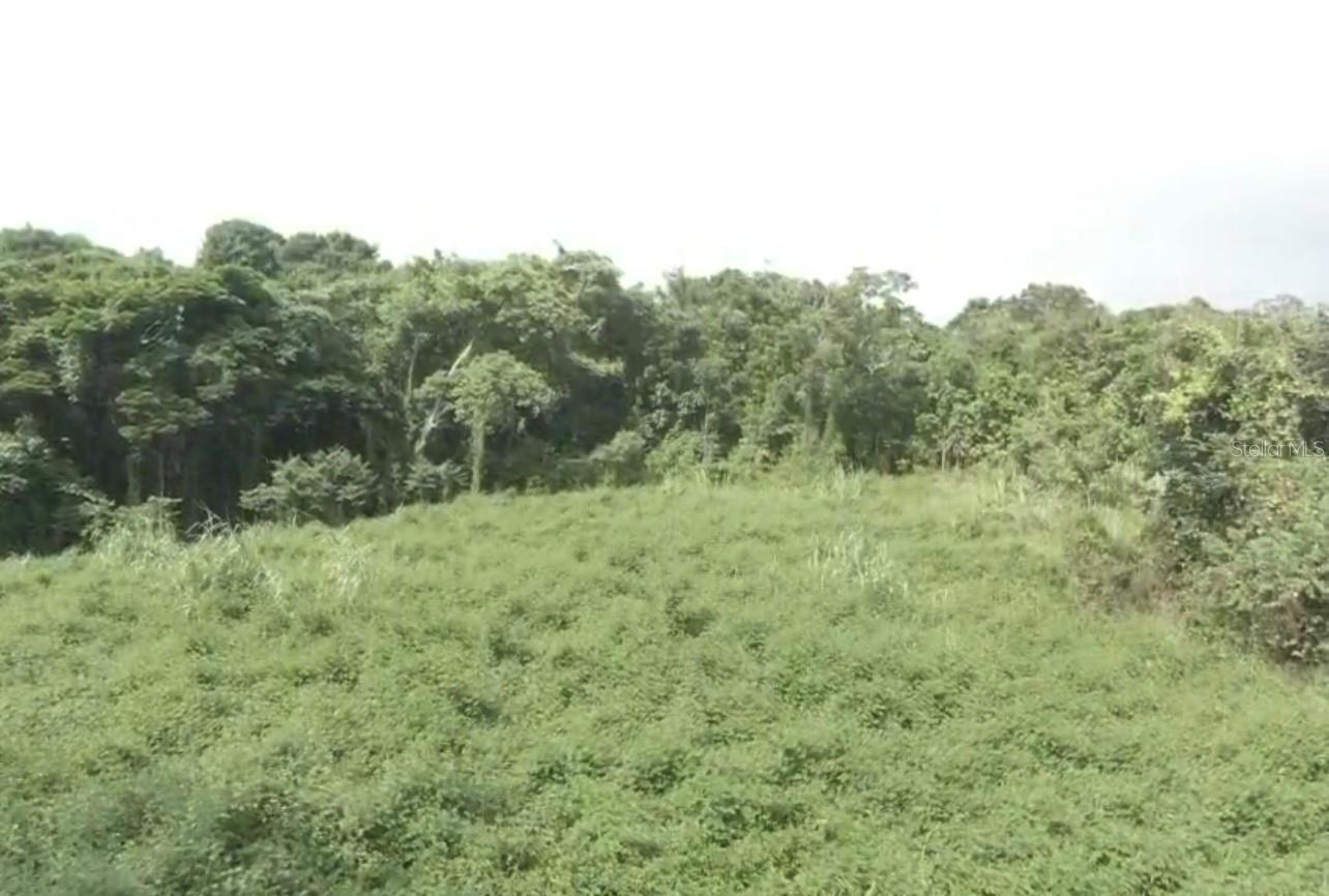 El Zarzal, PR