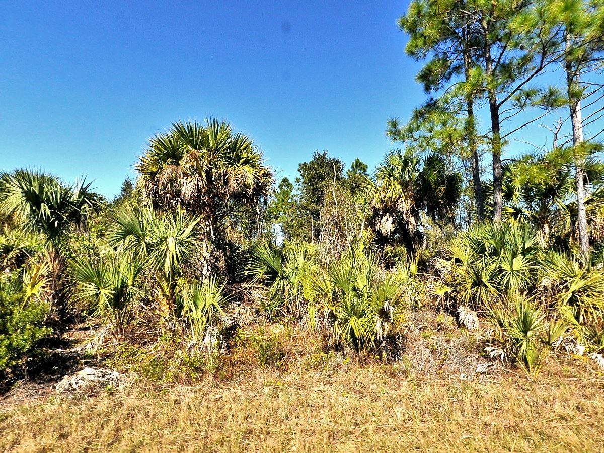 Fiveleaf Road, FL