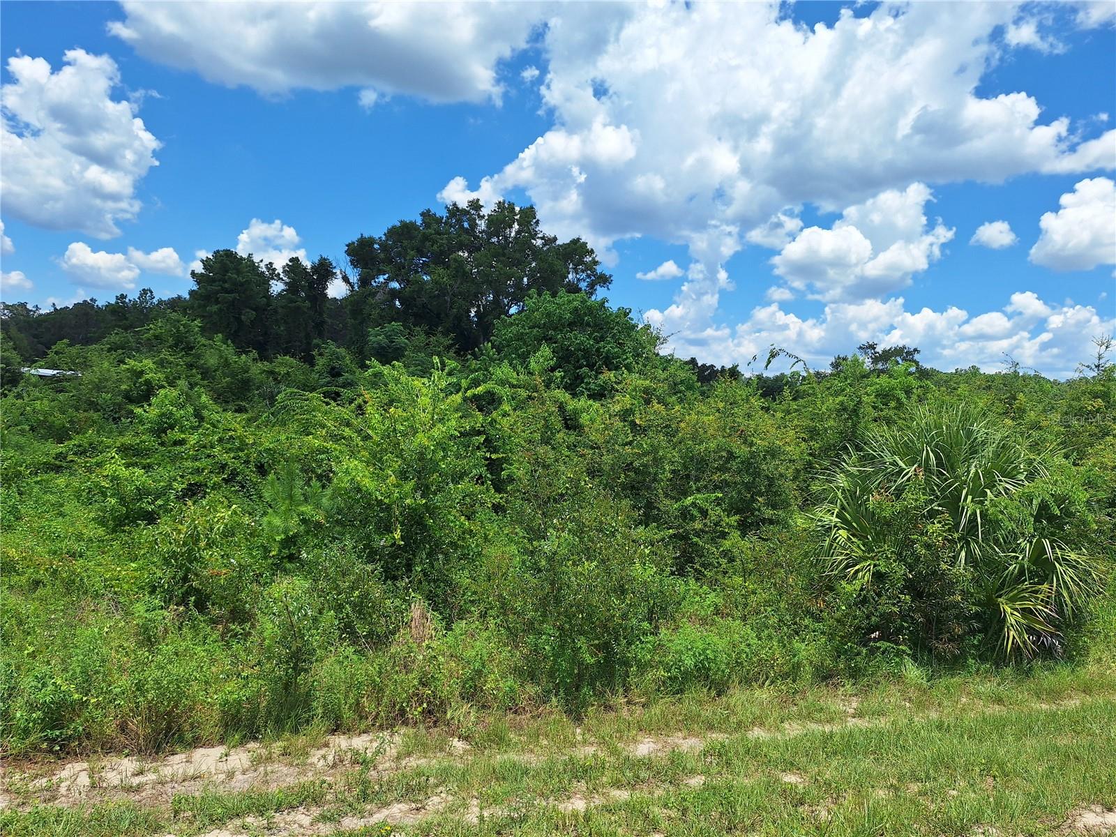 Tbd Hwy. 19, FL