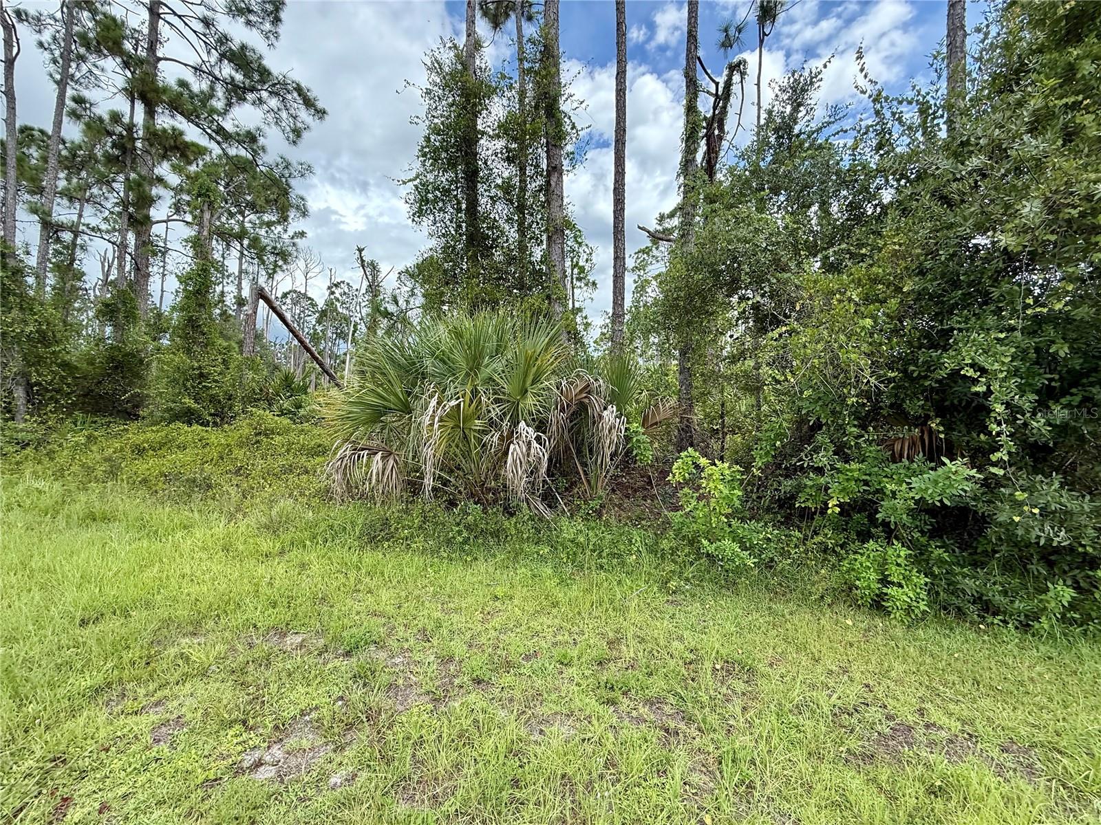Dragonfly Ave, FL