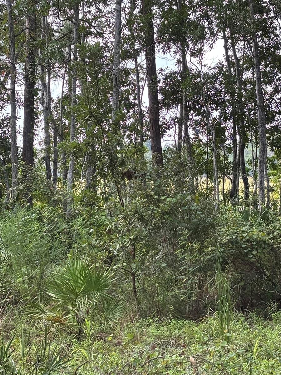 246 Browns Hammock Road, FL