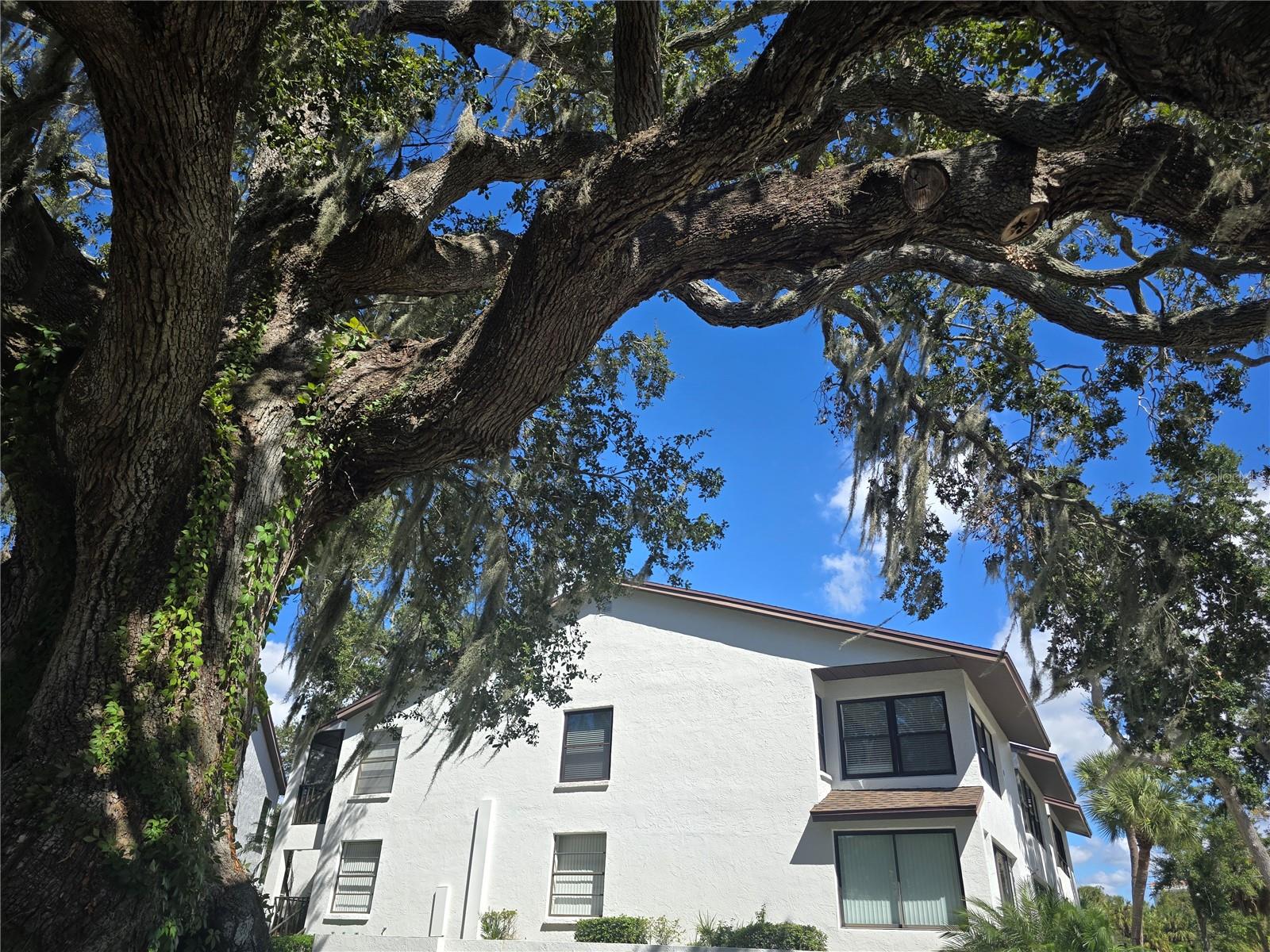 411 Bayshore Boulevard, FL