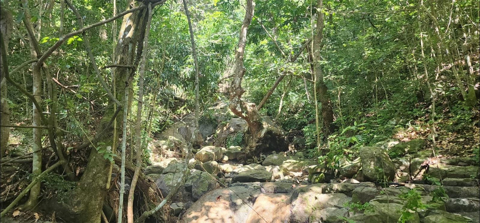 Carr. 412, Km. 4.8 Calle Pascual Nieves, Bo. Calvache, PR