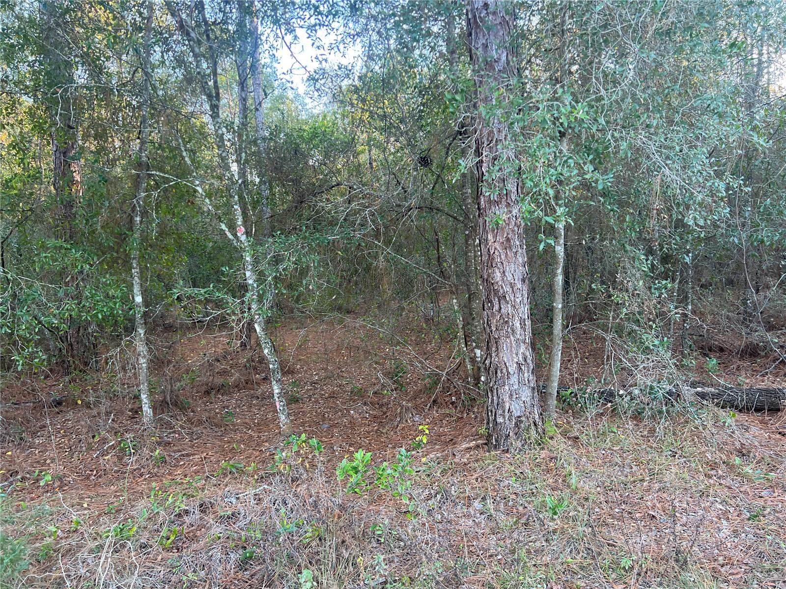 Lot 4+ Blair Avenue, FL