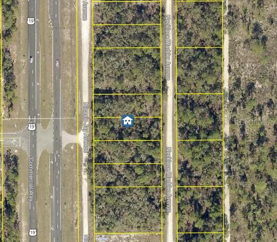 Lot 14 Necklace Warbler, FL