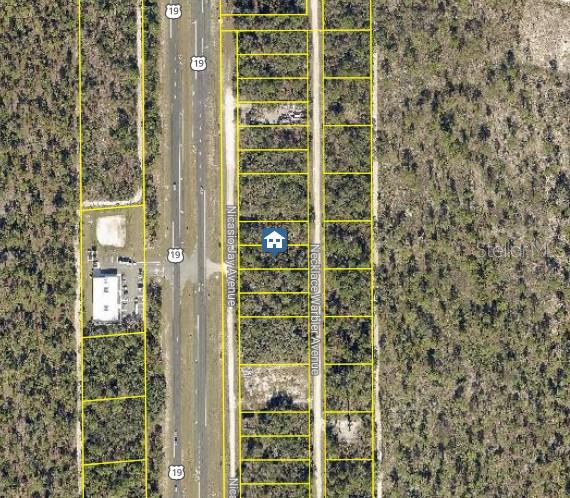 Lot 14 Necklace Warbler, FL