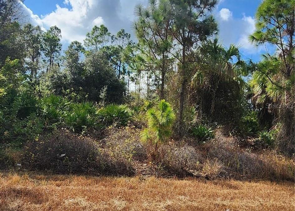 Filbert Street, FL