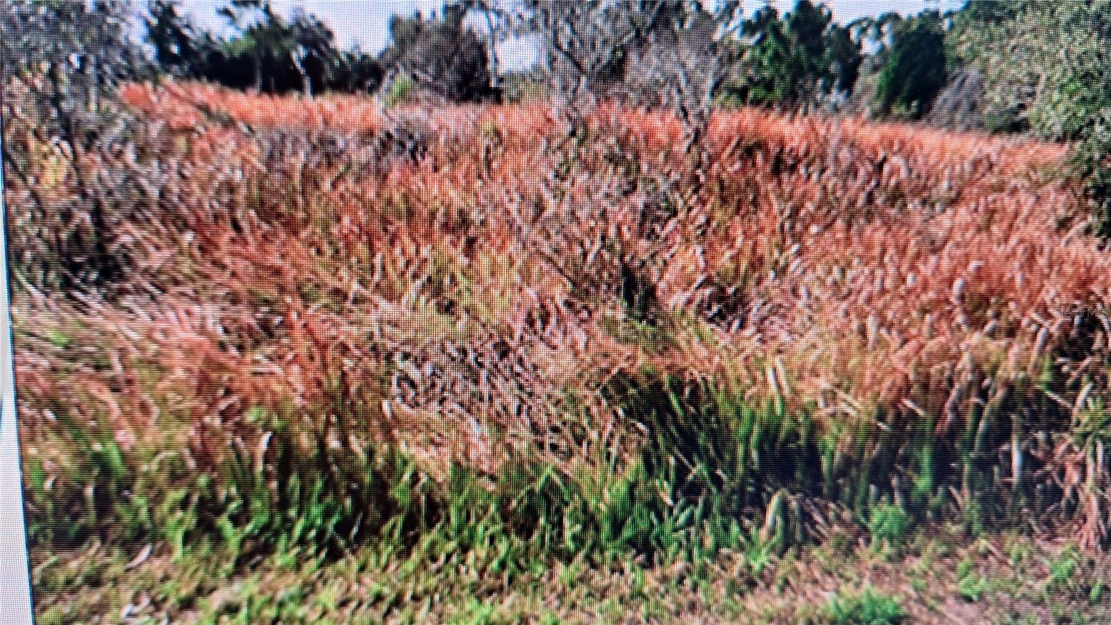 Jaylene Road, FL