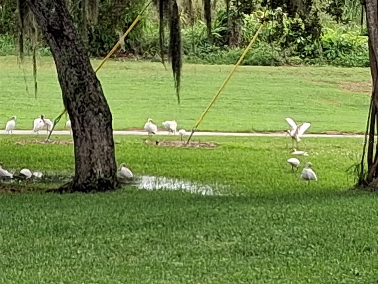 7 Vista Gardens Trail, FL
