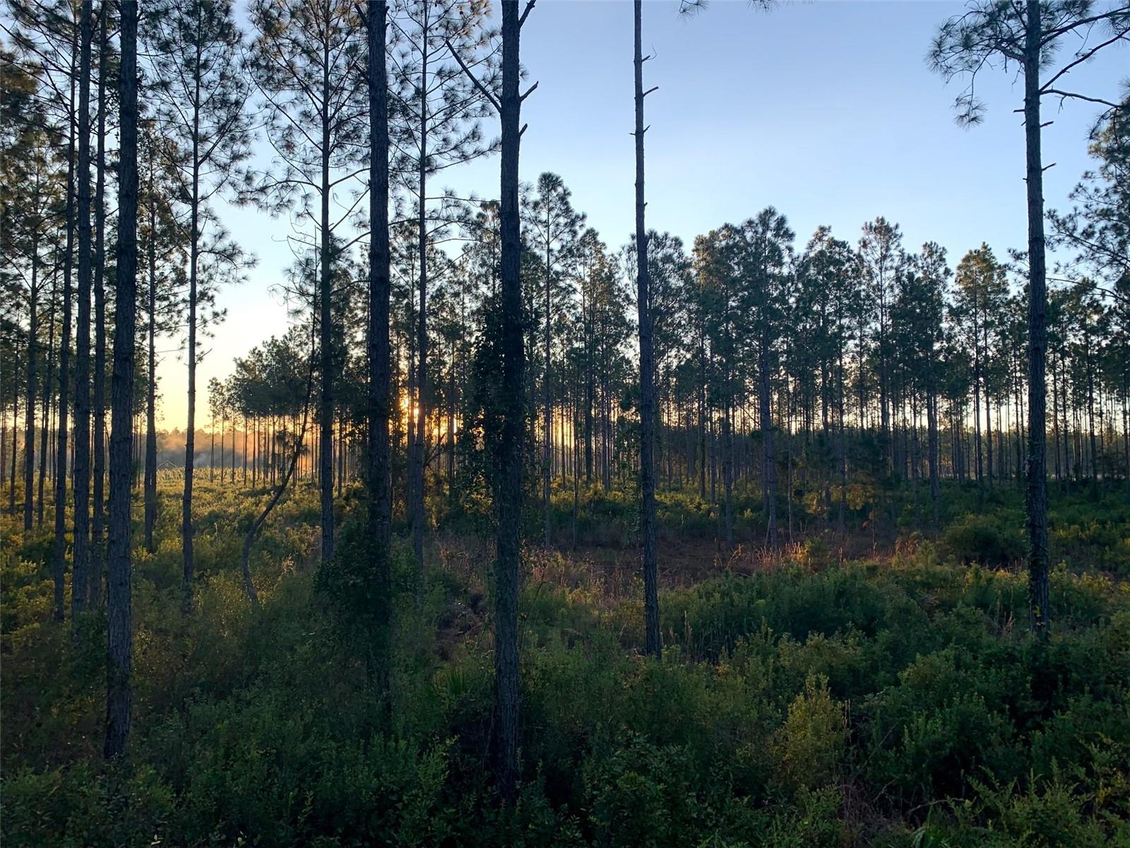 Clyatt Rd, FL