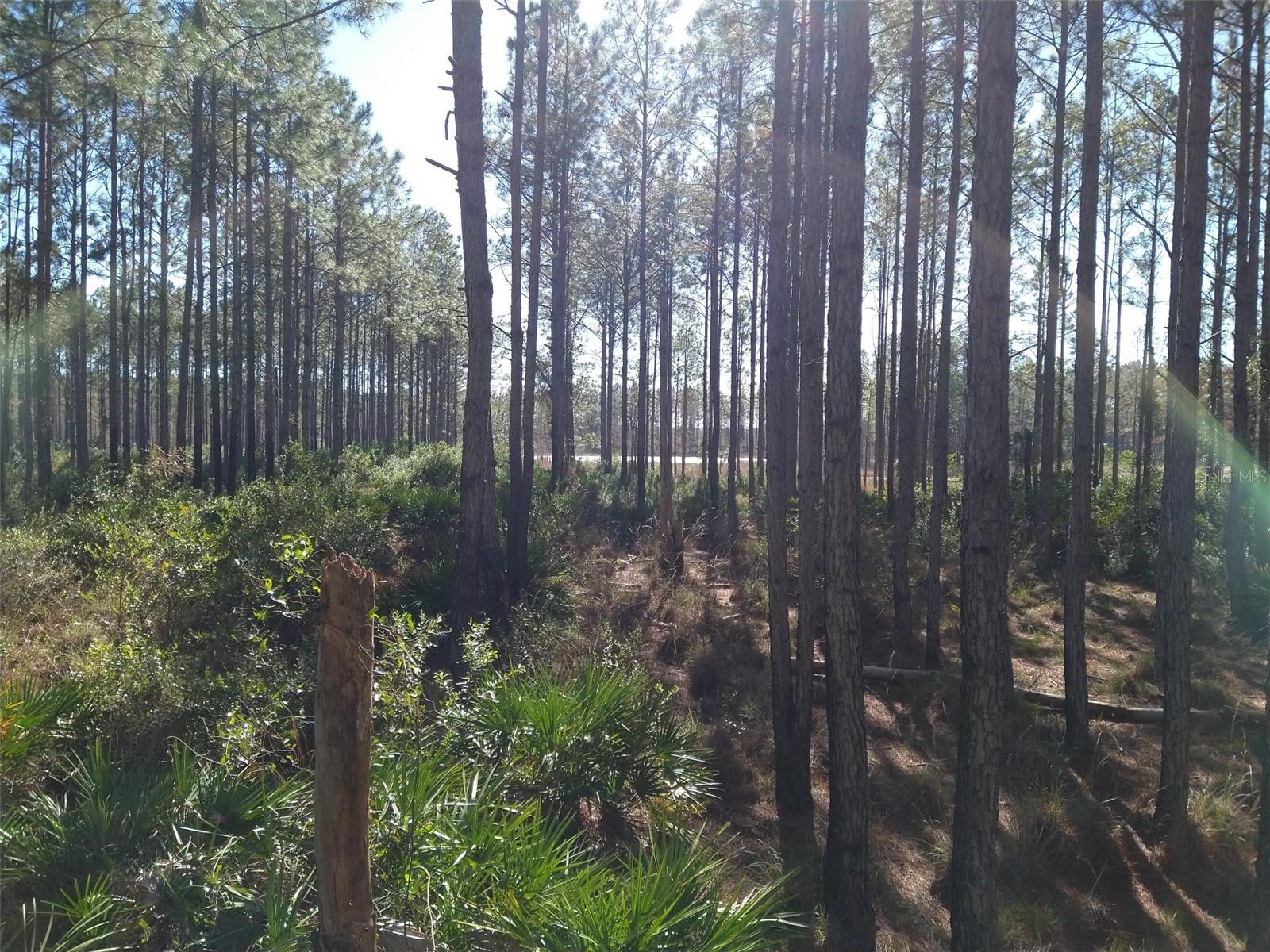 Clyatt Road, FL