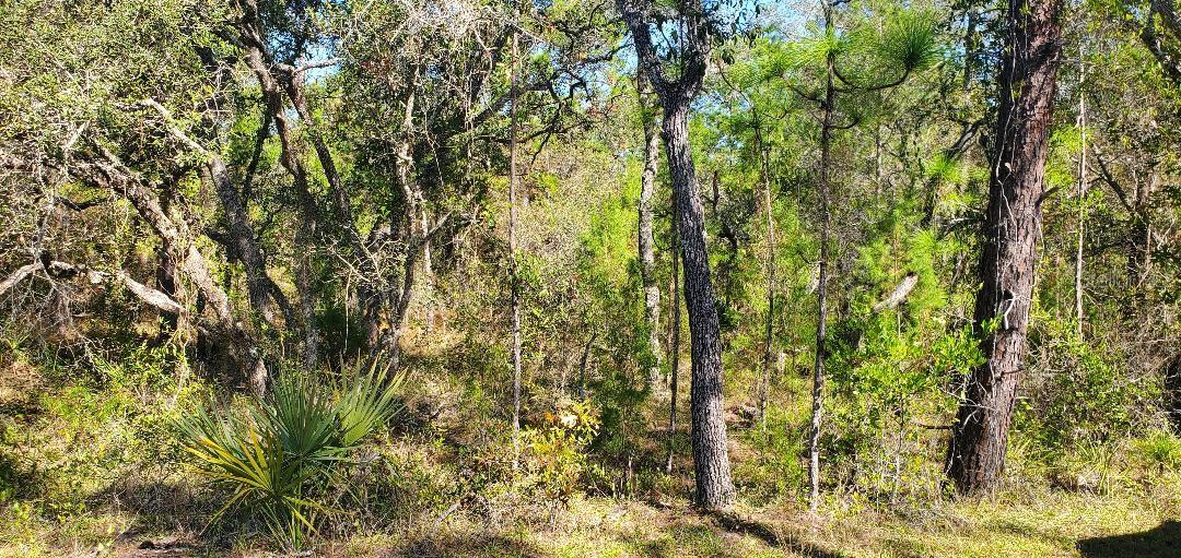 Lot 56 Michigan Avenue, FL