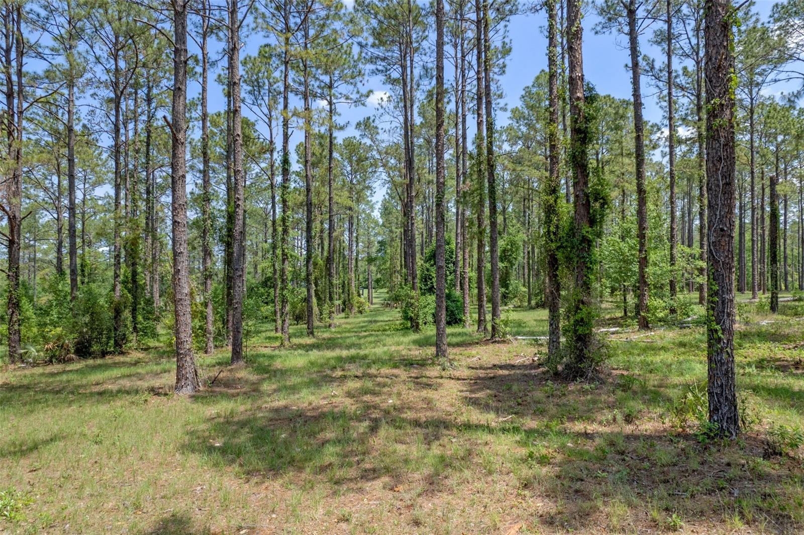 35408 Pinegate Trl, FL