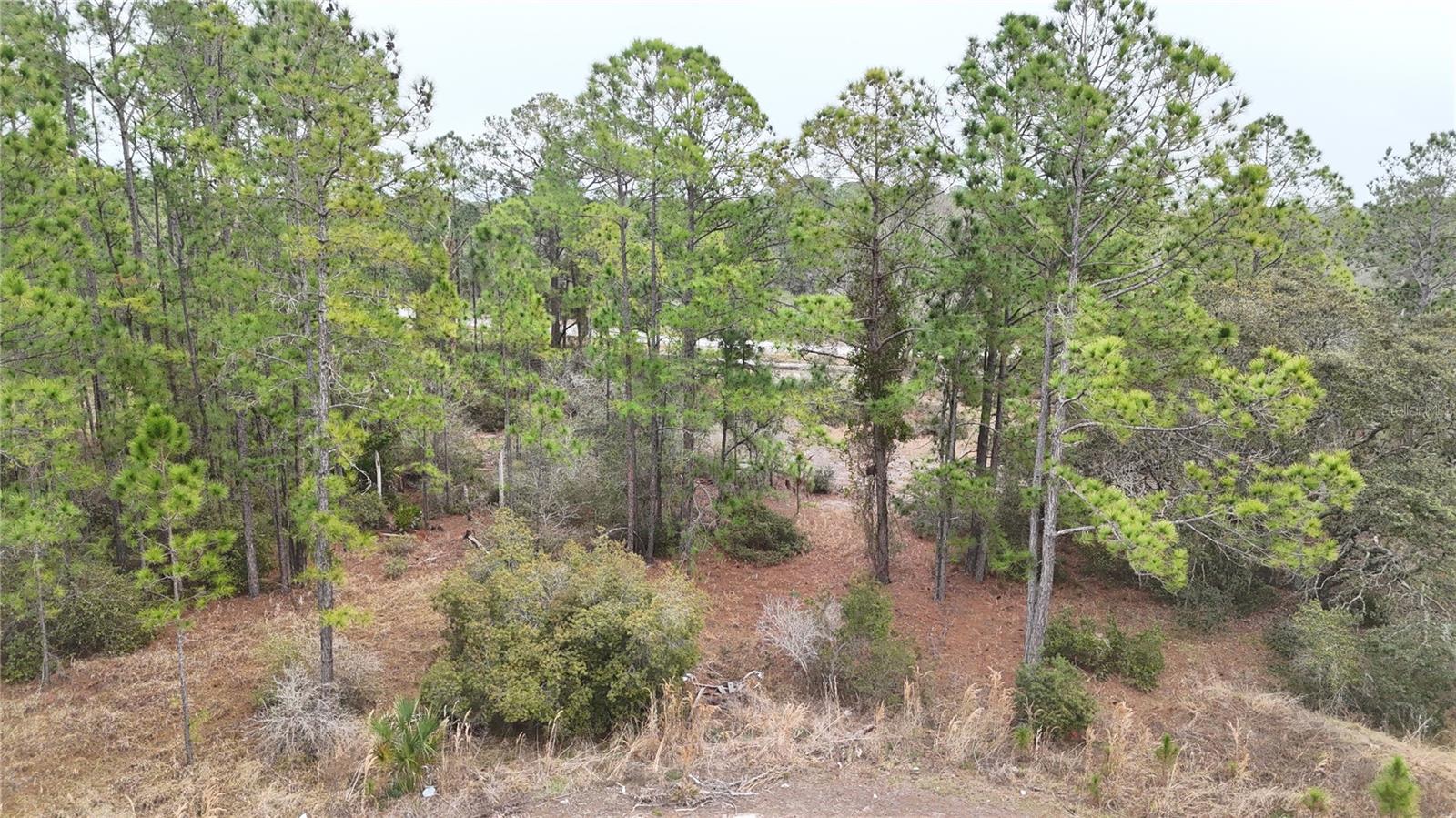 1256 Wahneta Drive, FL