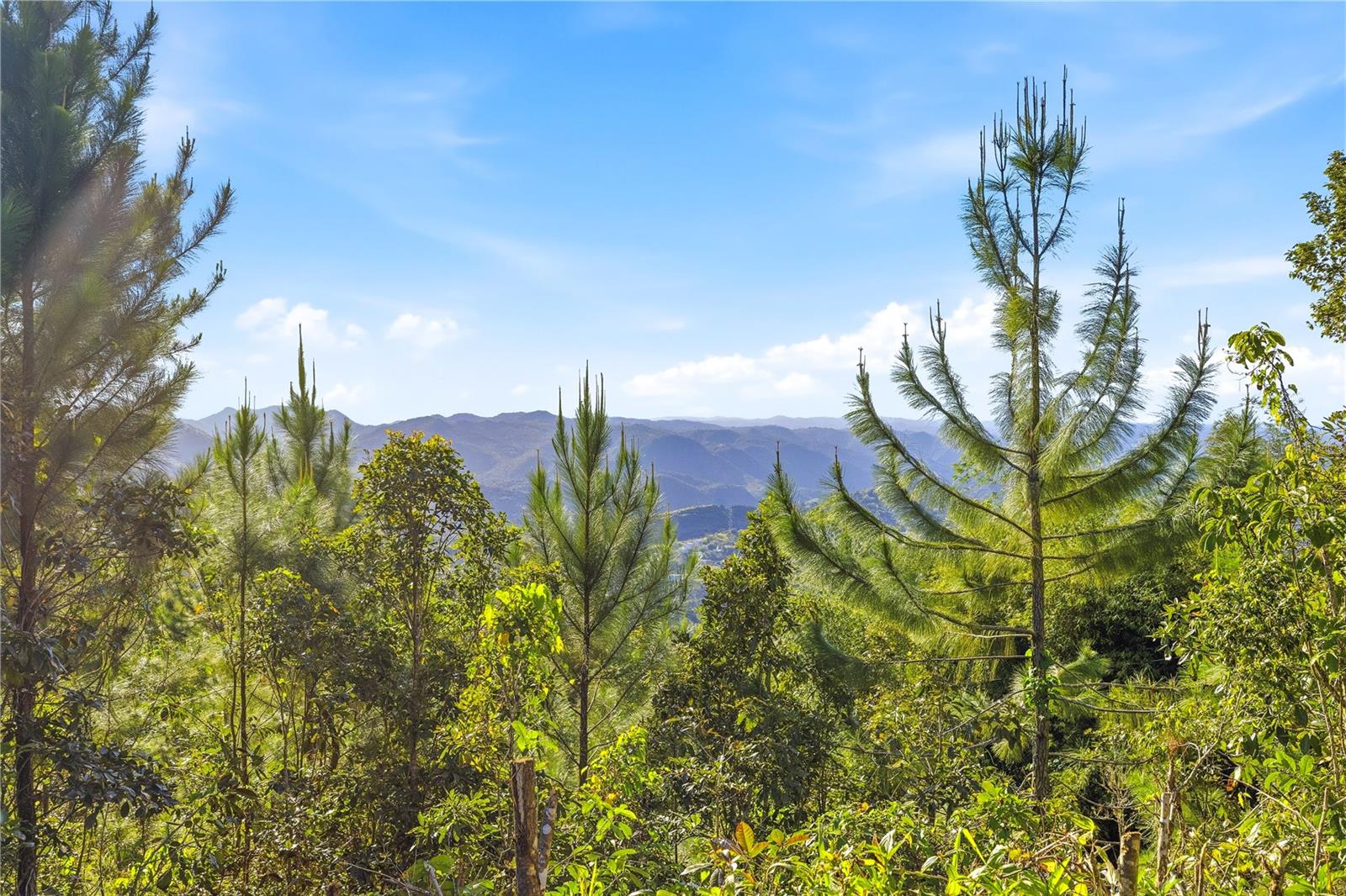 Rd15 Km20.6 Bo. Quebrada Arriba, PR