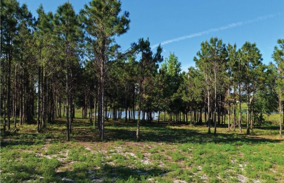 9717 Morton Jones Road, FL