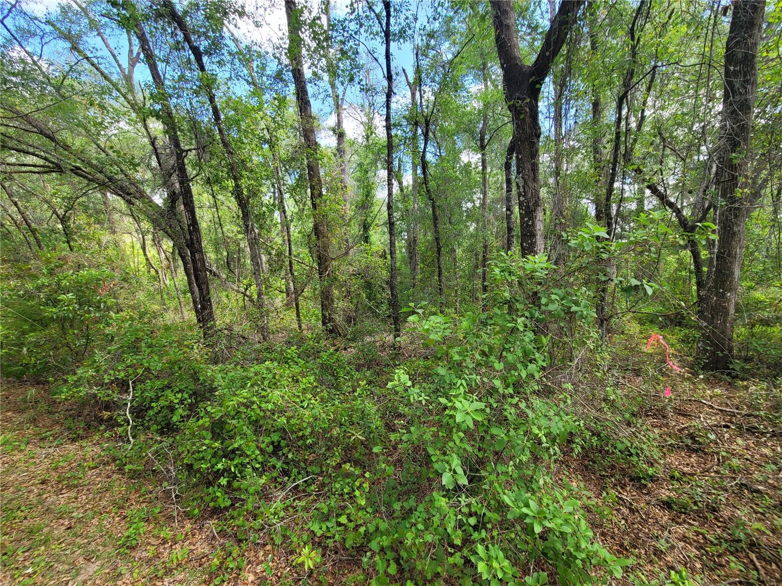 910 Ferncreek Ave, FL