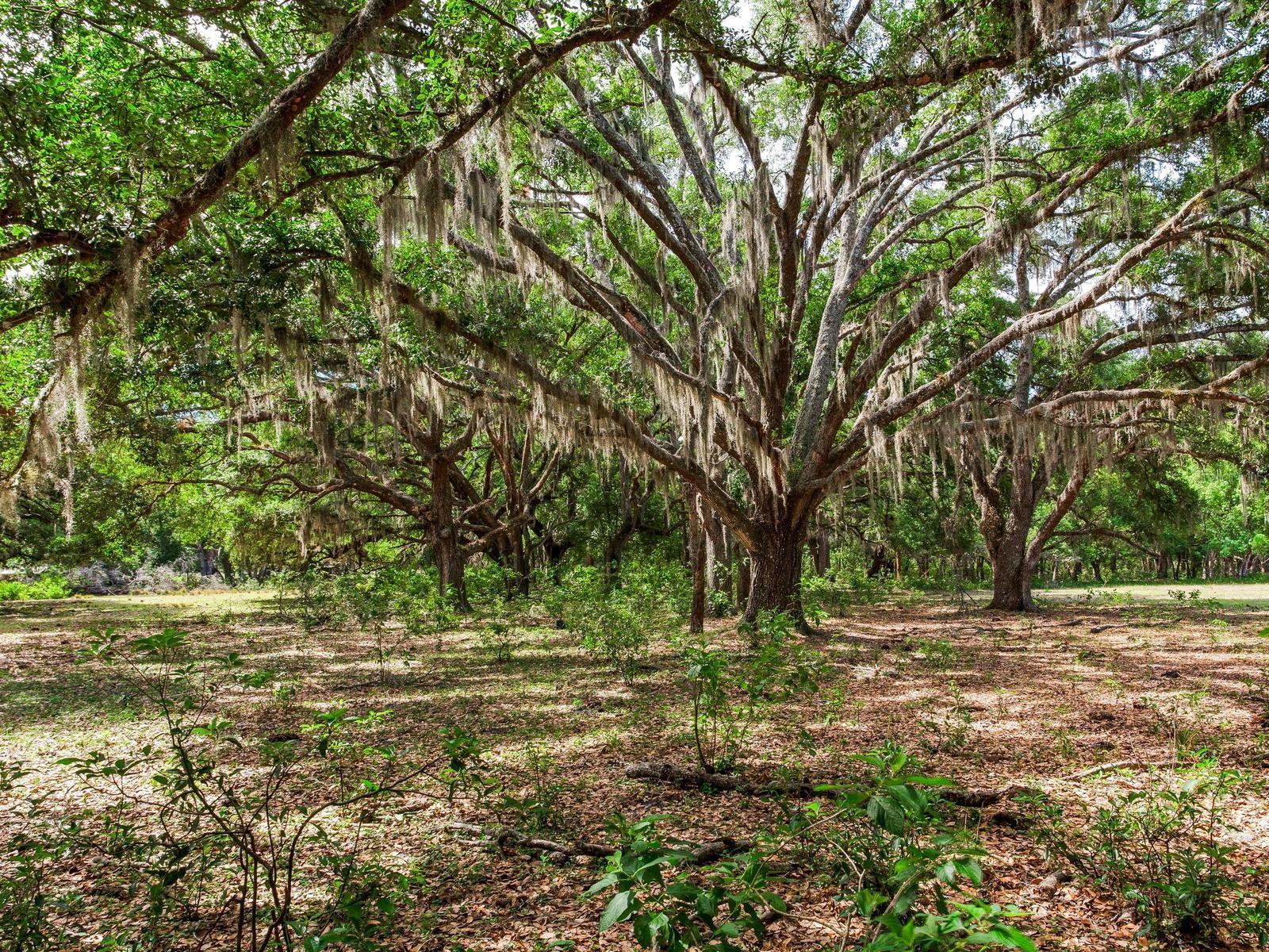 Thonotosassa, FL