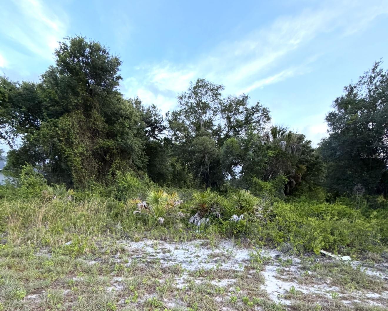 Mangrove Ave, FL