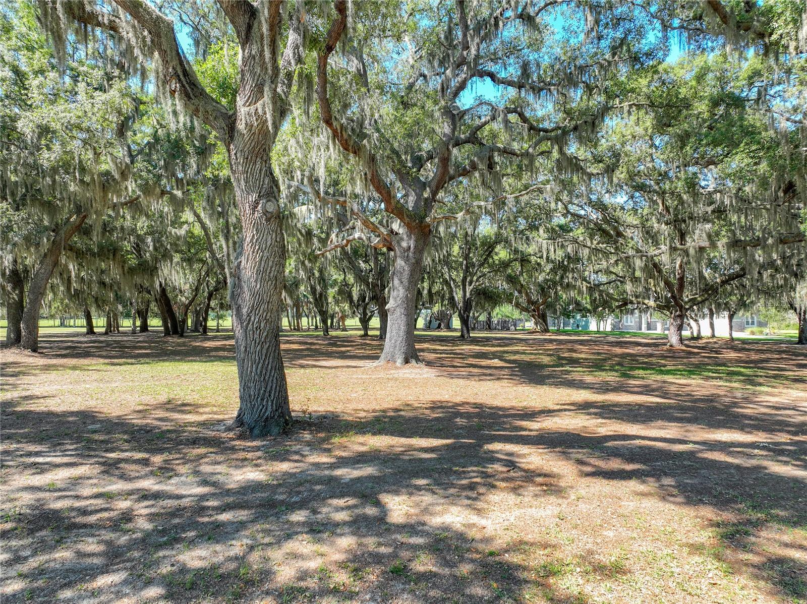 Trotting Horse Lane, FL