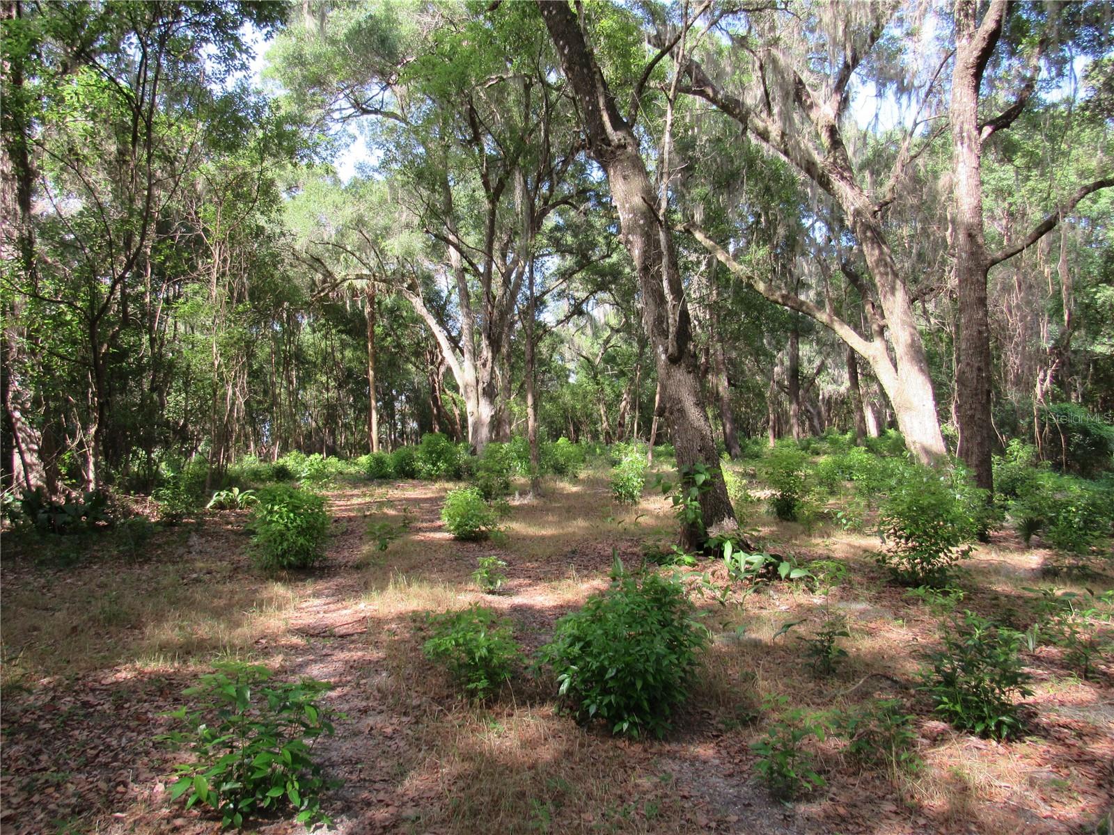 Oak Valley Drive, FL