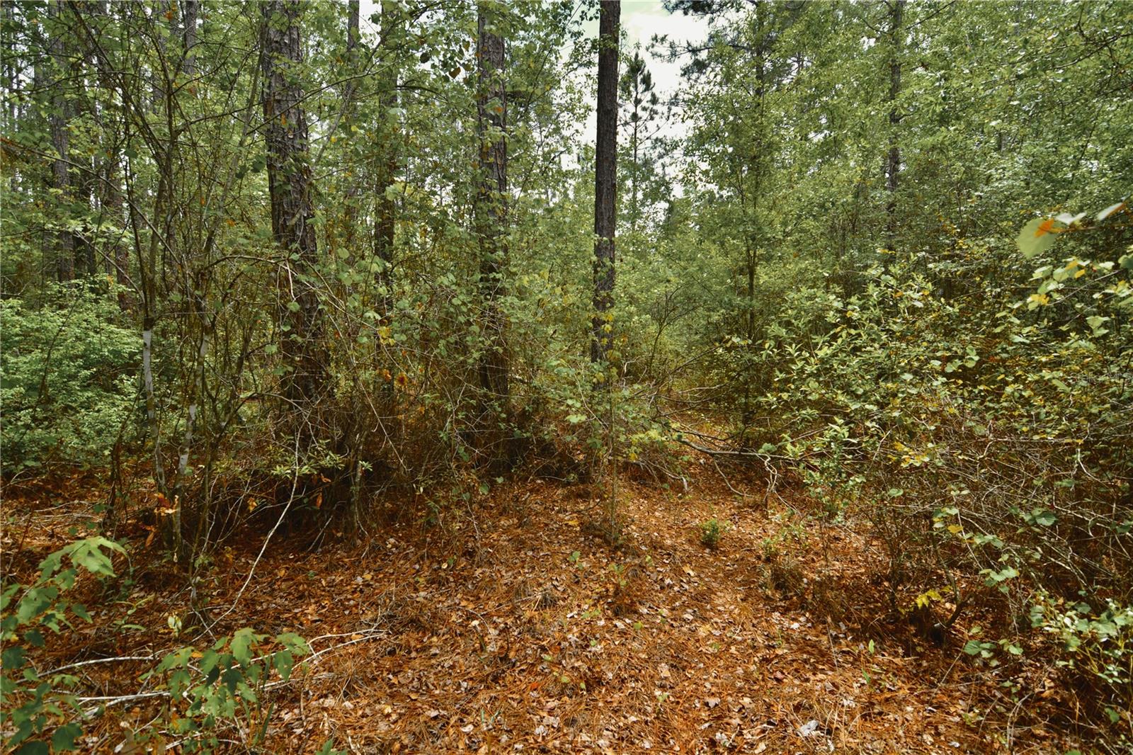 Sweet Gum Road, FL