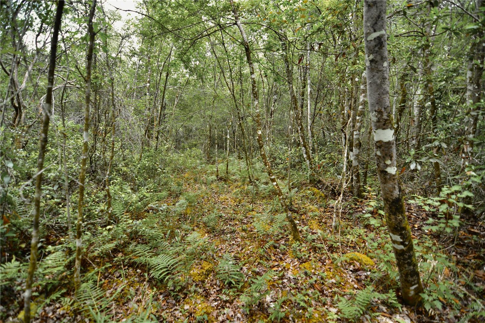Sweet Gum Road, FL