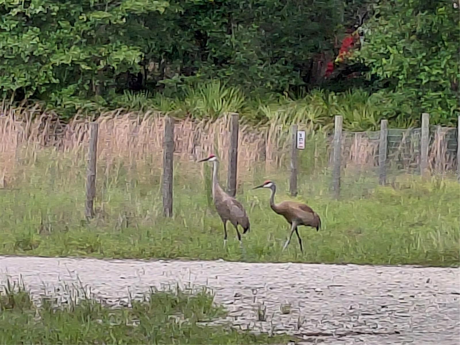 Peanut Drive, FL