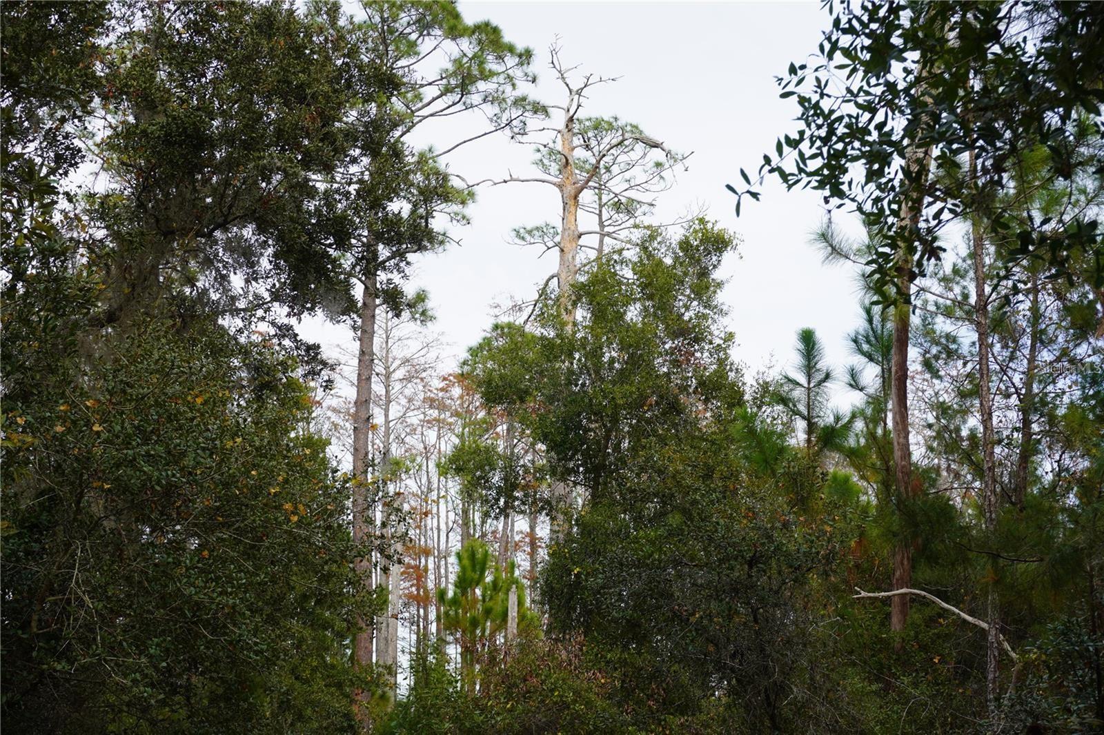 West Parkway, FL